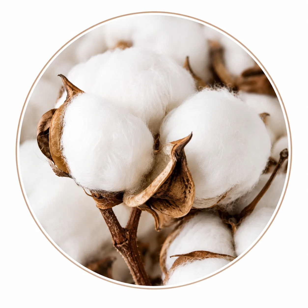 Organic Cotton